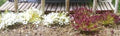Bachmann Train 31035 6mm Grass Tufts/White&Burgandy/100pc