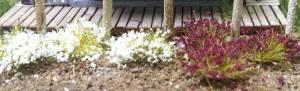 Bachmann Train 31035 6mm Grass Tufts/White&Burgandy/100pc