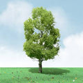 JTT Scenery Products 92209 Birch2 -2.25 elite 3/pk