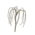 JTT Scenery Products 94115 Weeping Willow 2.5 pro Armature 4/pk