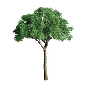 JTT JTT94287 Green Jacaranda 2.5 pro 3/pk JTT Trees - Scenic Express
