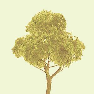 JTT JTT94327 Basswood-deciduous 2  Pro 4/pk JTT Trees - Scenic Express