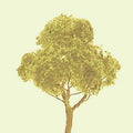 JTT JTT94328 Basswood-deciduous 2.5  Pro 3/pk JTT Trees - Scenic Express