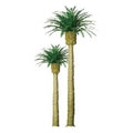 JTT Scenery Products 94354 Phoenix Palm 3  Pro/3pk
