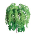 JTT Scenery Products 94397 Weeping Willow 1/2  Pro 6/pk