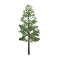 JTT Scenery Products 94399 Pine 3/4  Pro 6/pk