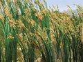 JTT Scenery Products 95635  Reeds 2