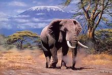 Tomax 100119 Elephant In Amboseli Puzzle
