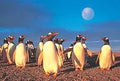 Tomax 100130 PenguinS World Puzzle