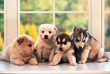 Tomax 100135 Little Doggies Puzzle