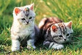 Tomax 100136 Loveable Kittens Puzzle