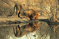 Tomax 100148 Male Lion Puzzle