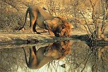 Tomax 100148 Male Lion Puzzle