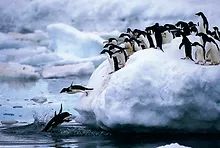 Tomax 100181 Penguins Puzzle 1000Pcs