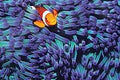 Tomax 100284 Anemone (Clown) Fish-1000Pcs Puzzle