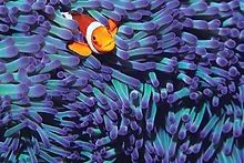 Tomax 100284 Anemone (Clown) Fish-1000Pcs Puzzle