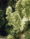 Woodland Scenics 1130 Fine-Leaf Foliage/Dark Green
