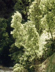 Woodland Scenics 1130 Fine-Leaf Foliage/Dark Green