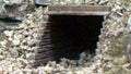 Woodland Scenics 1265 HO Timber Culverts/2pc