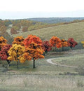 Woodland Scenics 1575 Bulk Trees 3/4 -2  Fall Colors/38pc