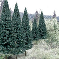 Woodland Scenics 1587 Bulk Trees 2 -4  Spruce/18pc