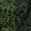 Woodland Scenics 168 Lichen/Dark Green Mix