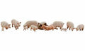 Woodland Scenics 1957 HO Yorkshire Pigs