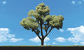 Woodland Scenics 3509 Early Light Trees 4  5