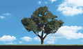 Woodland Scenics 3521 Cool Shade Trees 8  9